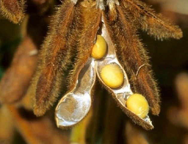 USDA Crop Genetics Research Lab Saving Money with Biobased Herbicide